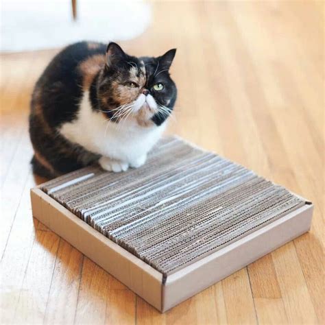 The Ultimate Guide to Choosing a Magical Cat Scratcher